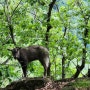 산행 중 산양을 만나다.