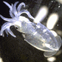 Late-Paralarva,,Enoploteuthidae (enope squids; Abralia sp.?) 발광오징어-류의 후기-파랄라바