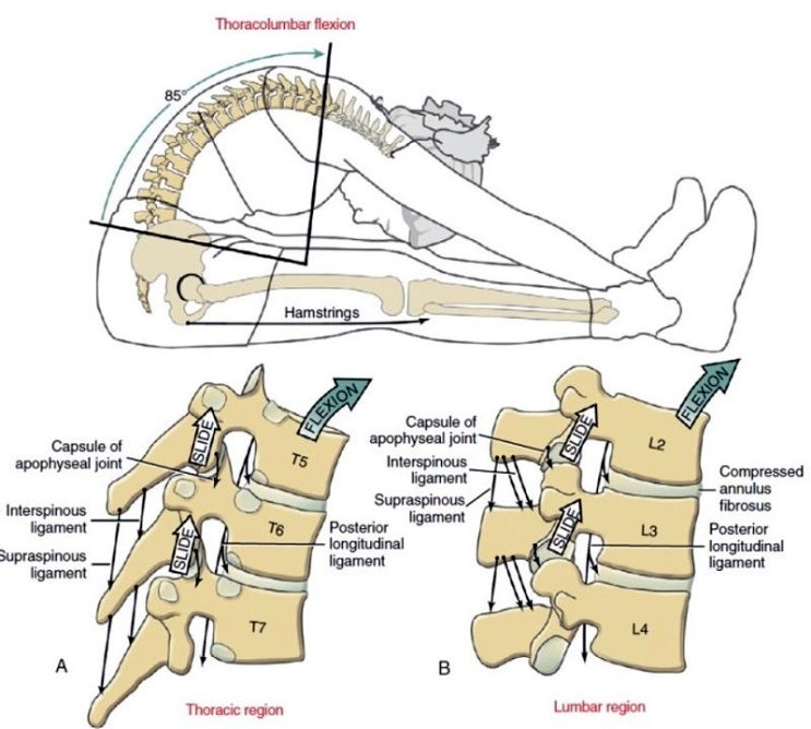흉추(Thoracic)에 대하여 - 관절해부학, 운동형상학 : 네이버 블로그