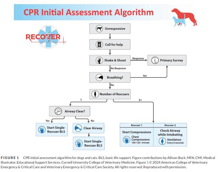 2024 RECOVER Guidelines: Updated treatment recommendations for CPR in ...