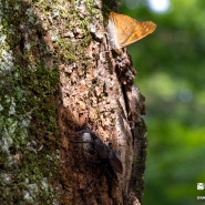 참나무 수액터에서 발견한 숲속의 폭군 톱사슴벌레!