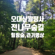 오대산 월정사 전나무숲길,힐링숲,걷기명상