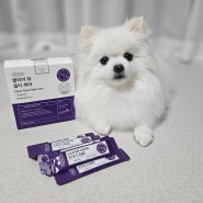 강아지눈영양제 프로젝트21 백내장 예방을 위한 선택