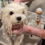 강아지목욕 편하게 거품목욕 해주기