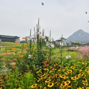 서울, 7월의 꽃밭에서(2024년)