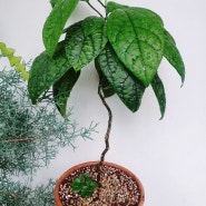 덴드롱 외목대, 관엽 식물