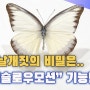 나비 날개짓의 비밀은.. 핸드폰 '슈퍼슬로우모션' 기능만으로도 알 수 있다~