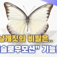 나비 날개짓의 비밀은.. 핸드폰 '슈퍼슬로우모션' 기능만으로도 알 수 있다~