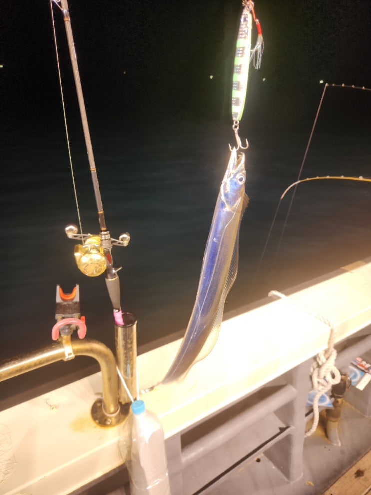 완도 섬사랑호 갈치지깅 한치낚시 병행 출조 : 네이버 블로그