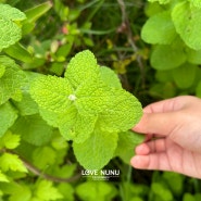 애플민트 키우기 쉬울까, 물주기 가지치기 번식 진딧물 잎 활용