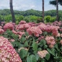 공주 육구색동수국공원: 초여름의 꽃 수국을 찾아서