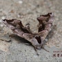 버들박각시 - Smerinthus caecus