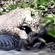 악어를 사냥한 재규어, 포식 근황 #Jaguar #대형체급 카이만 악어