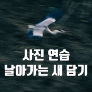 삼성 NX30 미러리스 카메라와 NX50-200mm 망원 렌즈로 처음 해보는 날아가는 새 찍기 연습