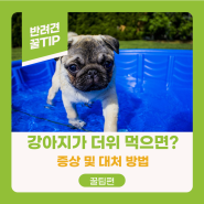 강아지 더위 먹으면? 증상 및 대처 방법