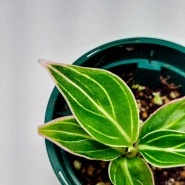 [아프리카식물] 아글라오네마 로투스 딜라이트