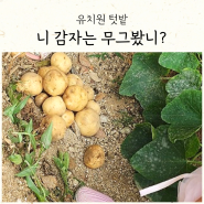 유치원 감자 캐기 텃밭 심기부터 여름 수확까지