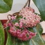 Hoya Latifolia_호야 라티폴리아