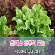 상추의 여러가지 효능 알아보기