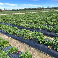 호주 워킹홀리데이 카불처 딸기 농장 생활