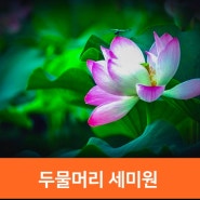 양평 두물머리 연꽃, 양평 세미원 서울 근교 산책