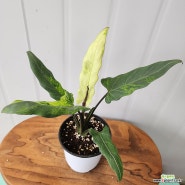 [공기정화/관엽식물] 알로카시아 로터바키아나 민트 바리에가타
