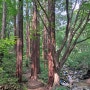 한국의 레드우드국립공원, 청계산 맑은숲공원 산책 2024.07.13.