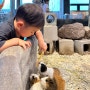 성남 아기랑 직접 만져보고 교감할 수 있는 실내동물원 애니멀존