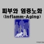 피부와 염증-노화 (Inflamm-Aging)