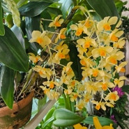 Dendrobium densiflorum 덴드로비움 덴시플로럼 [밀화석곡]