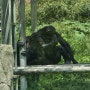 2024년 세계 침팬지의 날 기념포스트