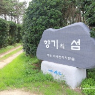 전라도 신안 여행 바다 증도 향기의 섬 미세먼지차단숲 짱뚱어해수욕장