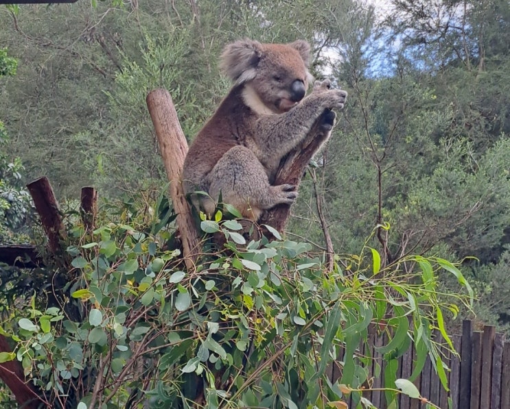[호주] 멜버른 근교 동물원 '힐스빌 생츄어리(Healesville sanctuary)'
