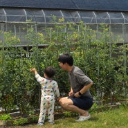 부천 하늘땅농장 나눔농장 아이랑 방울토마토 따기 농장체험