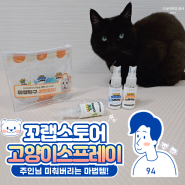 꼬랩 멍냥이랑 고양이 캣닢, 마따따비 스프레이 이 집 잘하네!