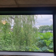 청주 카페 추천 연꽃을 볼 수 있는 복합문화공간 카페 후마니타스