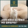 고양이 비후성 심근병증은 어떤 질환일까요?