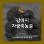 배곧24시동물병원 강아지 식욕부진 생식기 분비물 자궁축농증 수술 후기