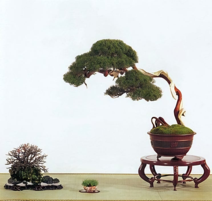세계 분재 1584 : 네이버 블로그