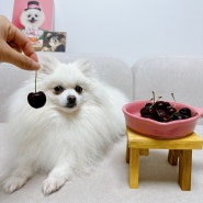 강아지 체리 먹어도 되는 과일이지만 체리씨 괜찮을까?