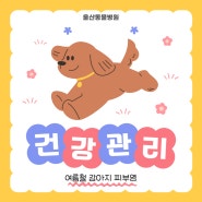 [울산동물병원]강아지가 계속 긁어요!여름철 강아지피부염