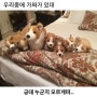 오늘의 기분좋은 짤들 (곰문)