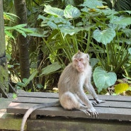 [ 발리 우붓 여행 ] 몽키포레스트 :: 원숭이한테 가방 습격당함🥹 Monkey Forest