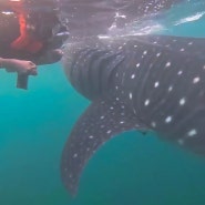 보홀 고래상어 와칭 투어(Bohol Whale Shark Watching Tour), 보홀 여행(Bohol Travel), 필리핀 여행(Philippines Travel)