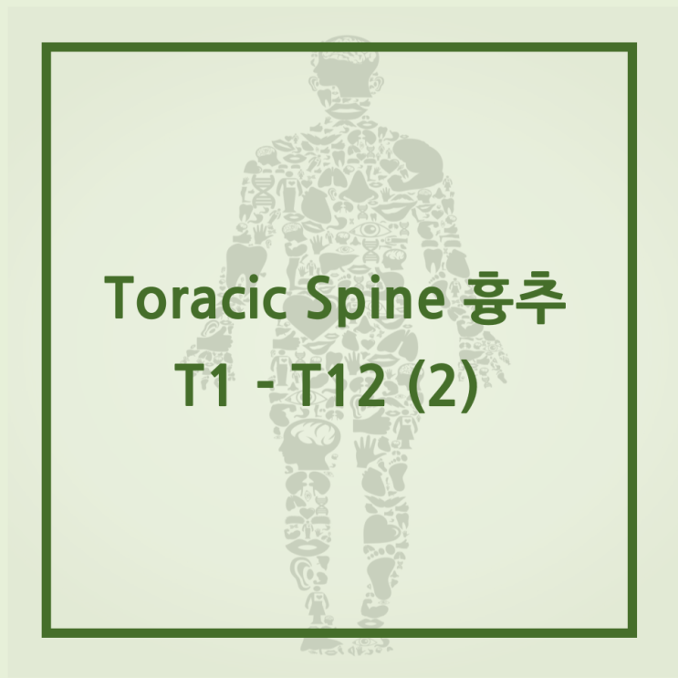 [골학] Thoracic spine 흉추 T1 - T12 (2) : 네이버 블로그