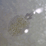 Caligidae spp. (Sea louse) 바다 물이-류 모음 2023
