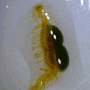 Syllidae spp. (pelagic Syllid worms with eggs.)부유성 포란 염주발갯지렁이류 모음(2023-Part.1)