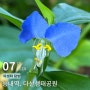 7월의 야생화 탐방. 능내역, 다산생태공원