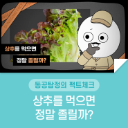 [동공탐정의 팩트체크🔎] 상추를 먹으면 정말 졸릴까?