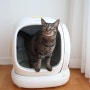 고양이 자동 화장실 추천, 디클펫 두잉 2주 사용기